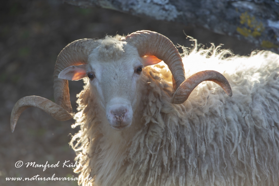 Merinoschaf ()_0002