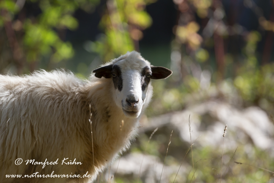 Merinoschaf ()_0007