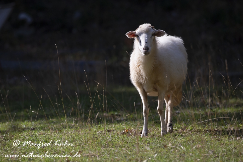 Merinoschaf ()_0010