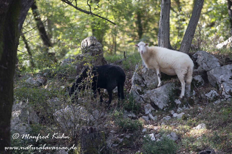 Merinoschaf ()_0014