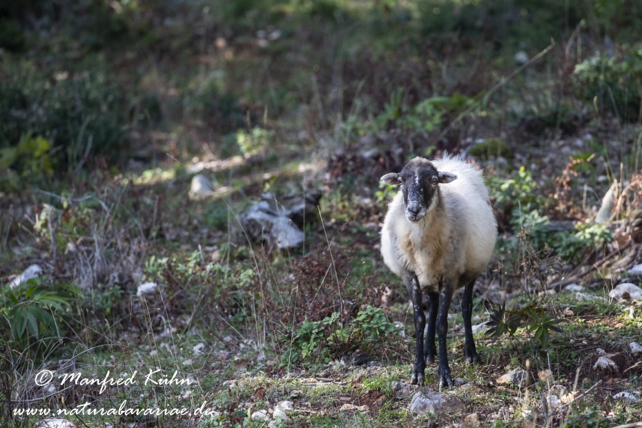 Merinoschaf ()_0016