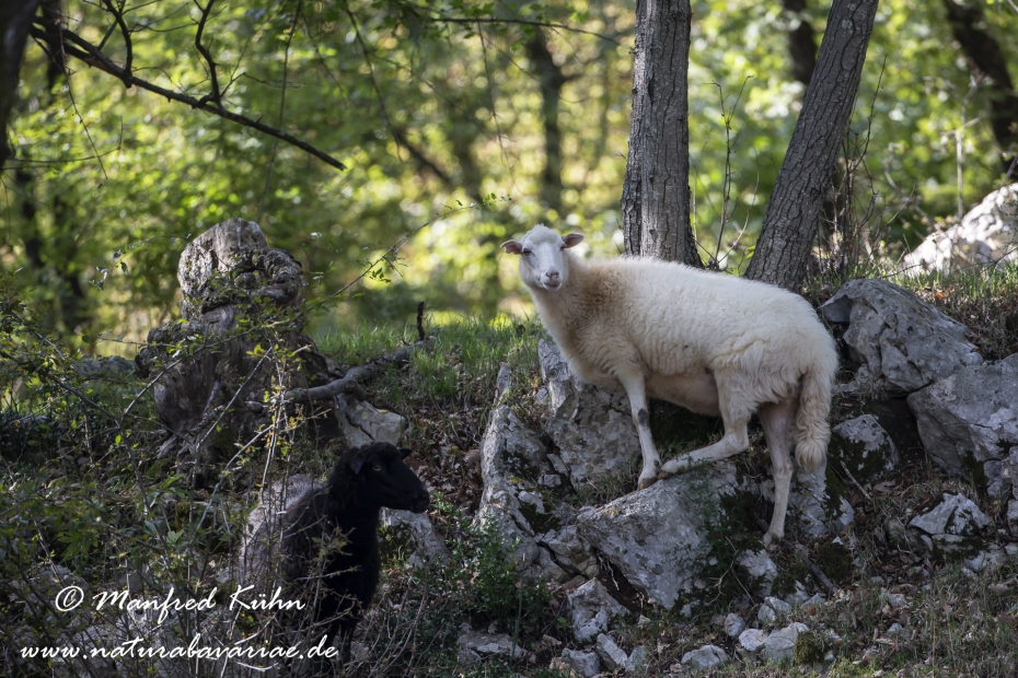 Merinoschaf ()_0018