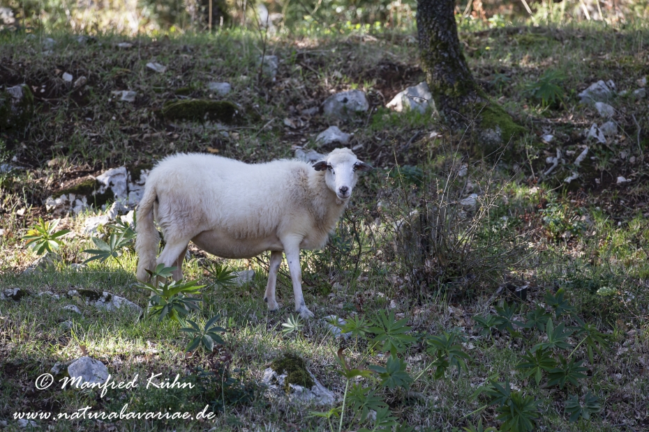 Merinoschaf ()_0020