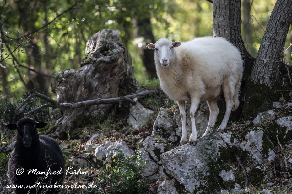 Merinoschaf ()_0021