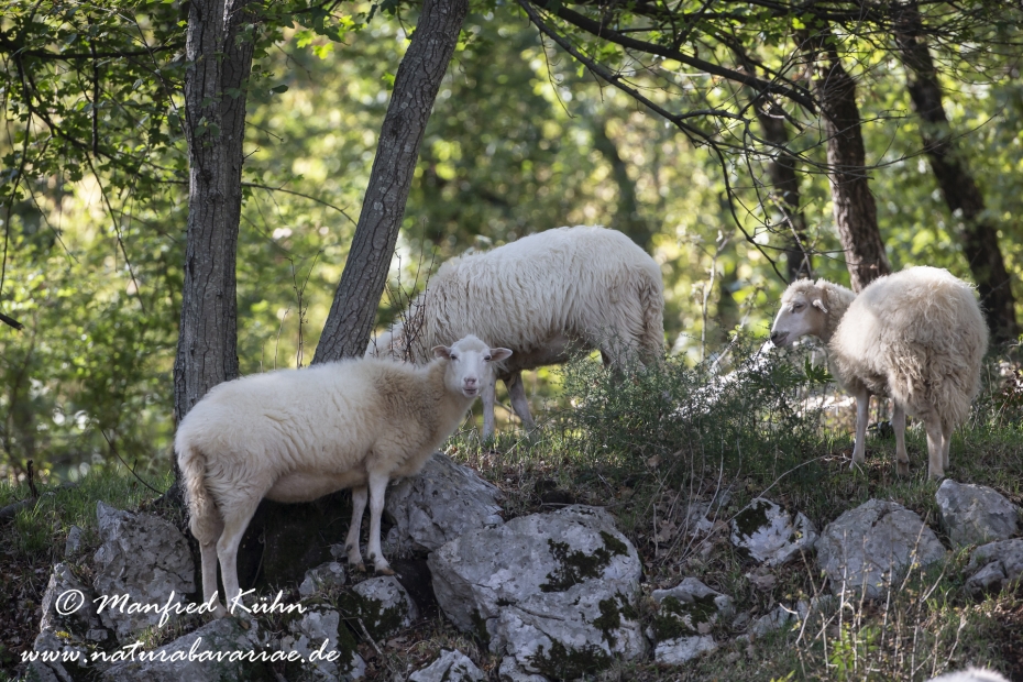 Merinoschaf ()_0023