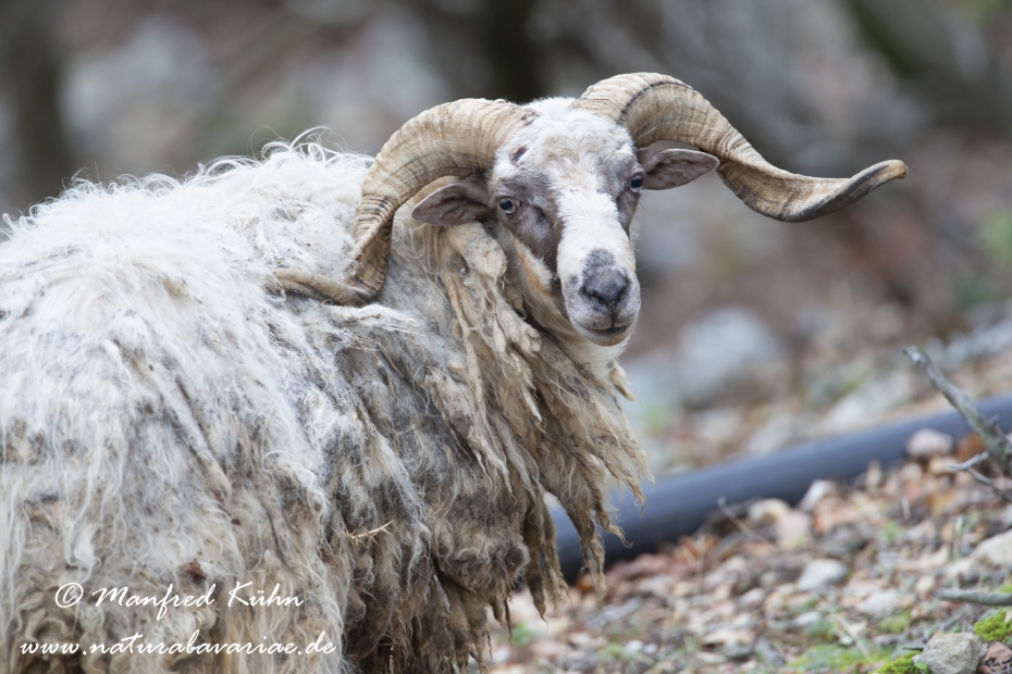 Merinoschaf ()_0025