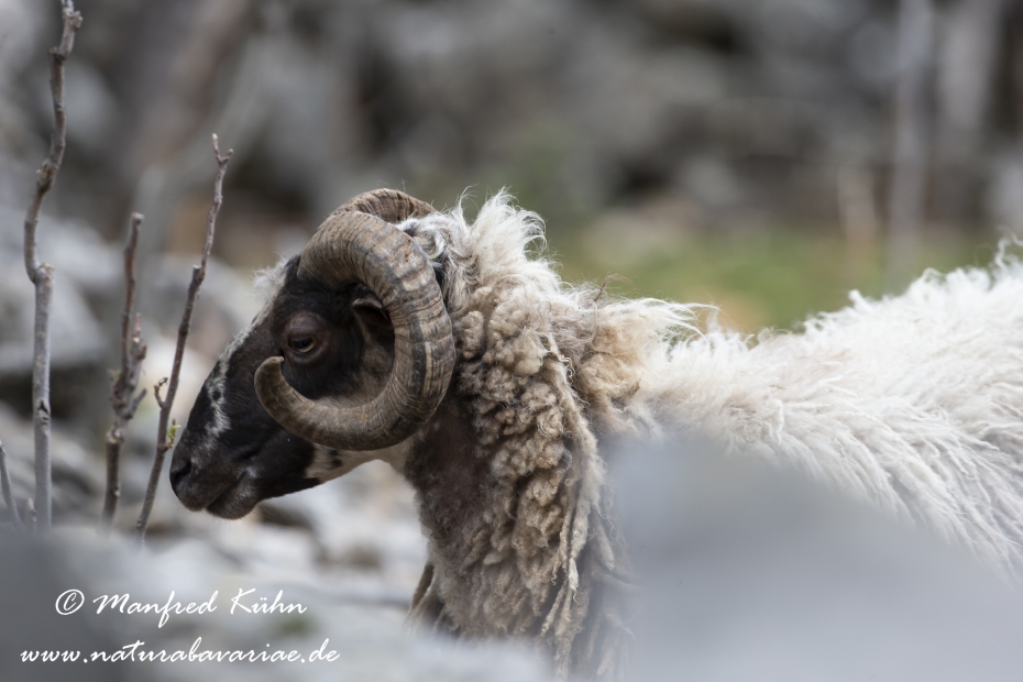 Merinoschaf ()_0026