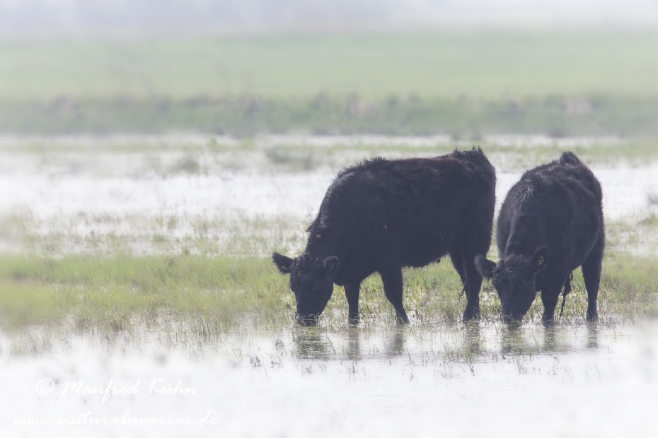 Rind (Black Angus)_0003