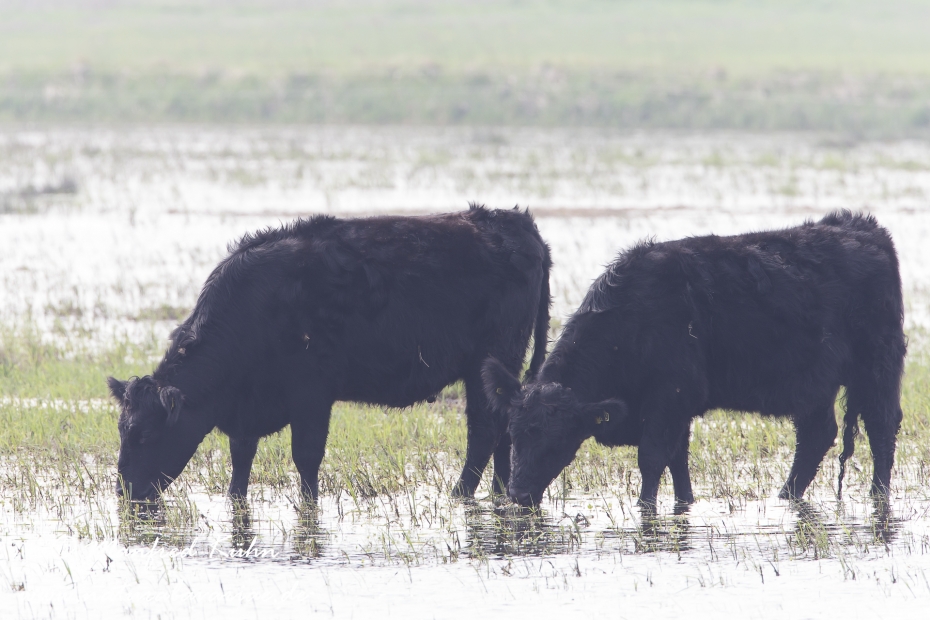 Rind (Black Angus)_0005