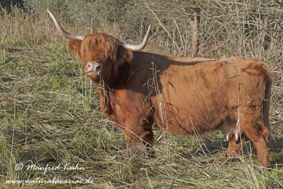 Rind (Schottisches Hochland)_0002