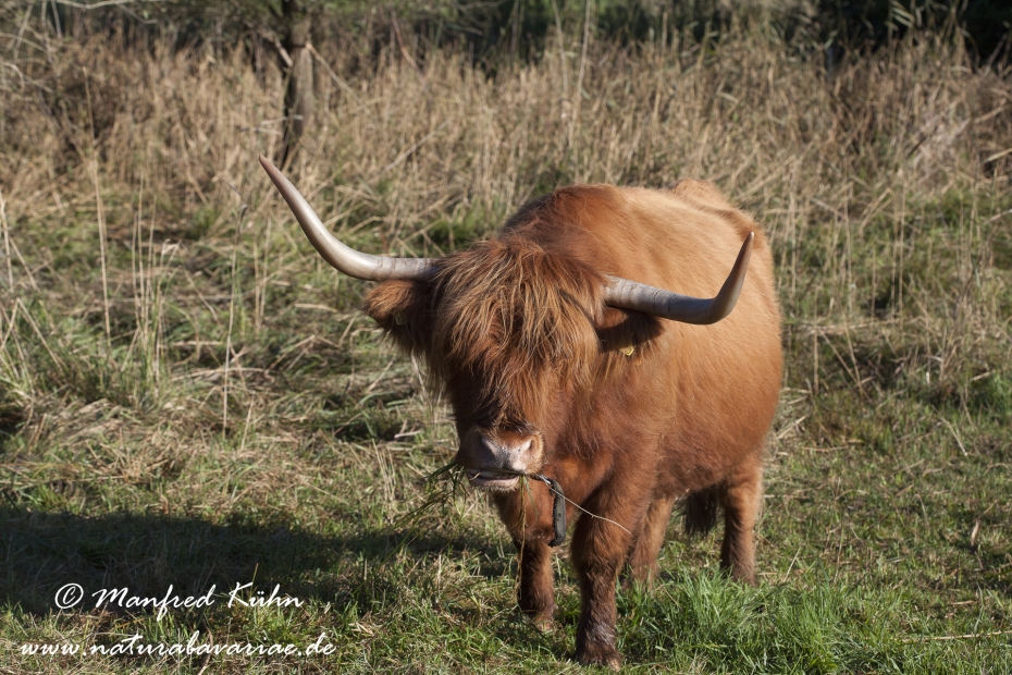 Rind (Schottisches Hochland)_0005