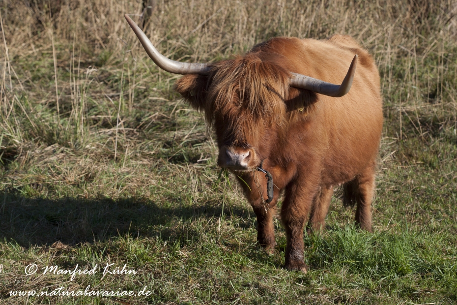 Rind (Schottisches Hochland)_0006