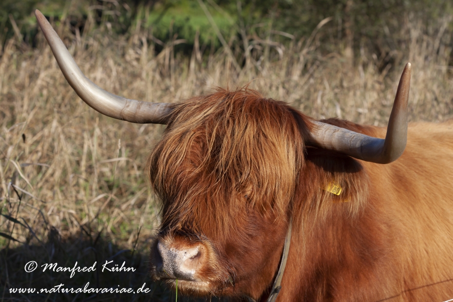 Rind (Schottisches Hochland)_0011