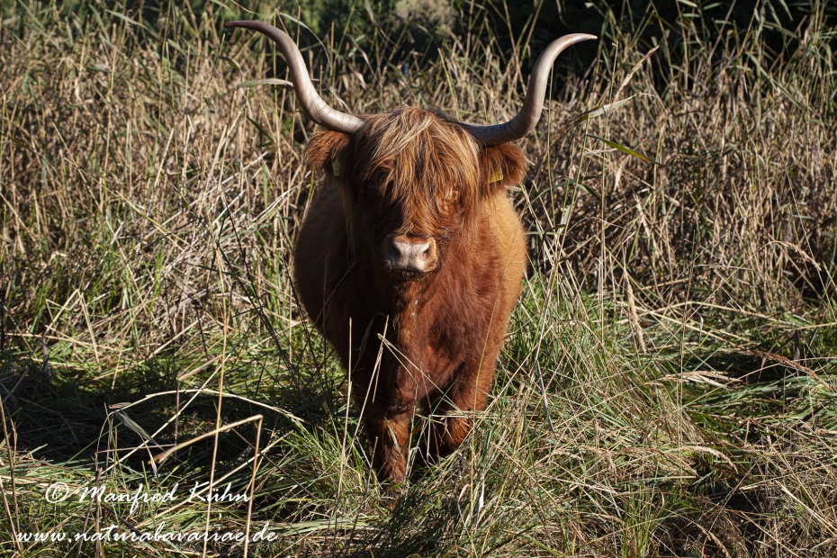 Rind (Schottisches Hochland)_0015