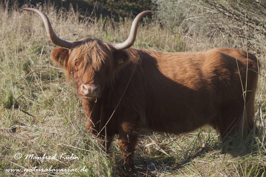 Rind (Schottisches Hochland)_0018
