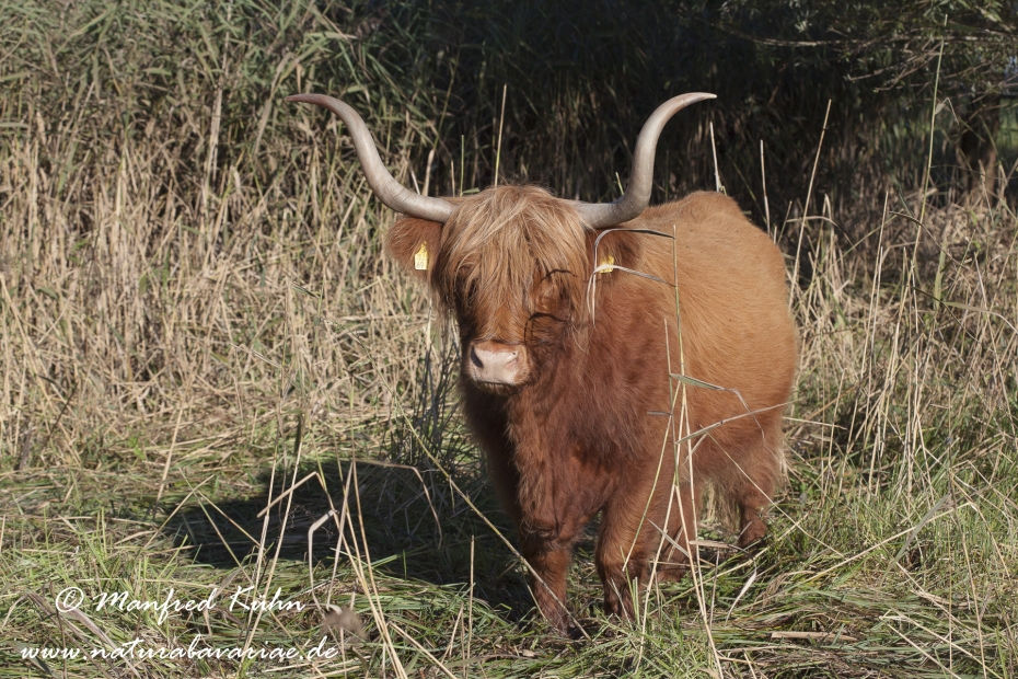 Rind (Schottisches Hochland)_0021