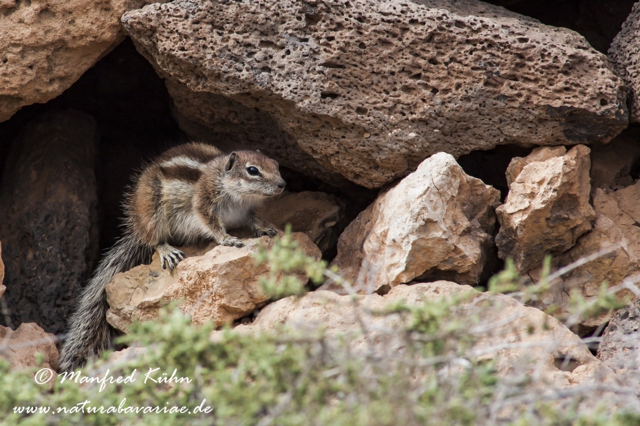 Atlashörnchen ()_0003