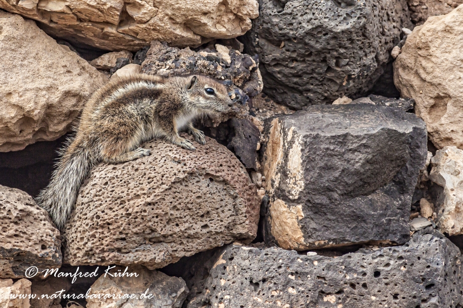 Atlashörnchen ()_0004