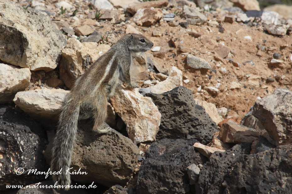 Atlashörnchen ()_0010