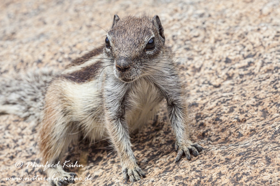 Atlashörnchen ()_0013