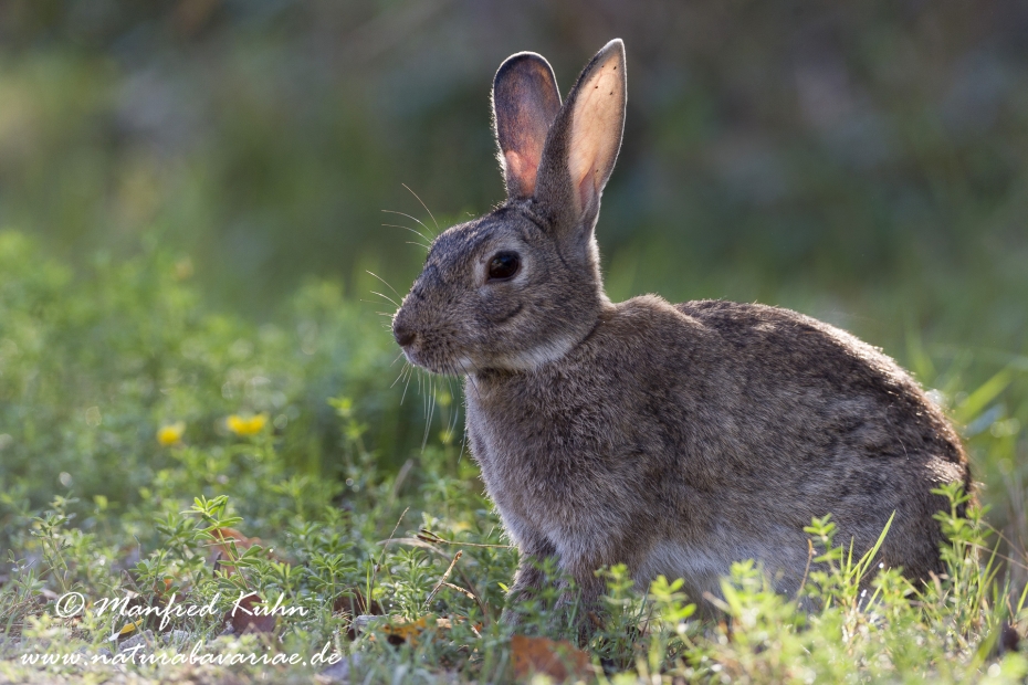 Kaninchen ()_0021