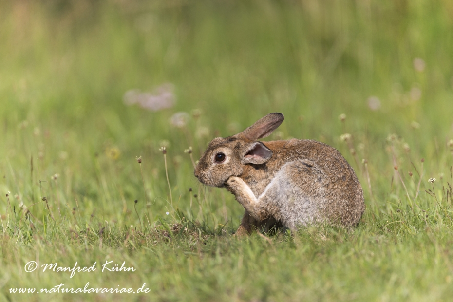 Kaninchen ()_0032