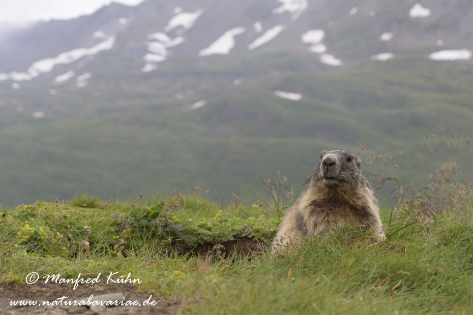 Murmeltier (Alpen-)_0044