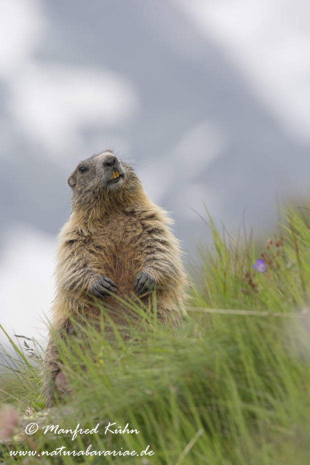 Murmeltier (Alpen-)_0047