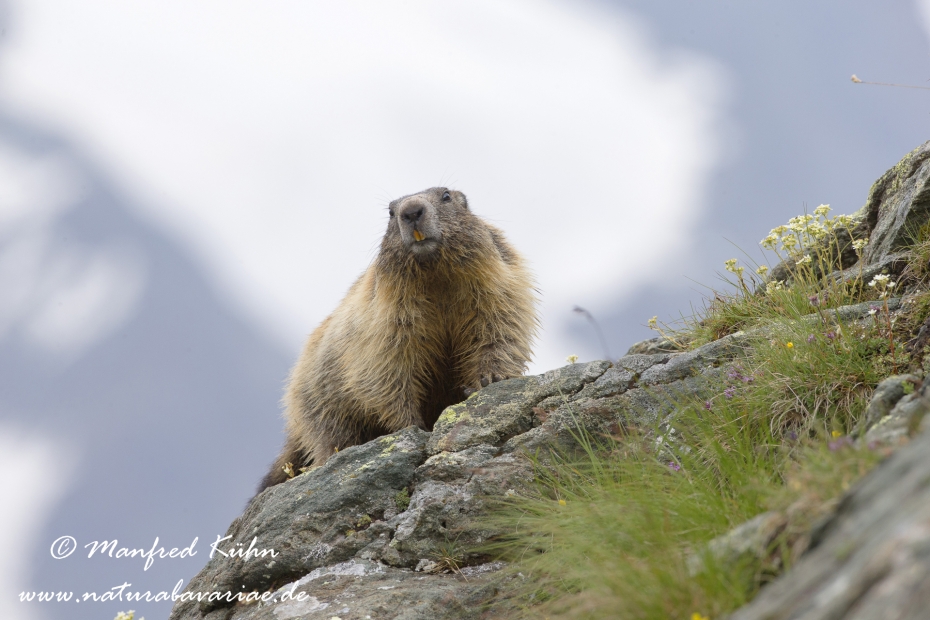 Murmeltier (Alpen-)_0065