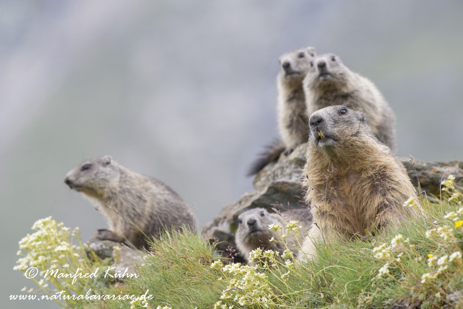 Murmeltier (Alpen-)_0073