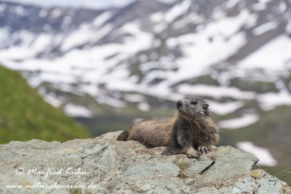 Murmeltier (Alpen-)_0101