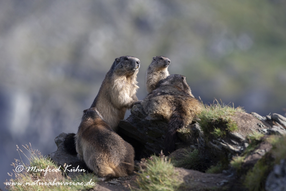 Murmeltier (Alpen-)_0107