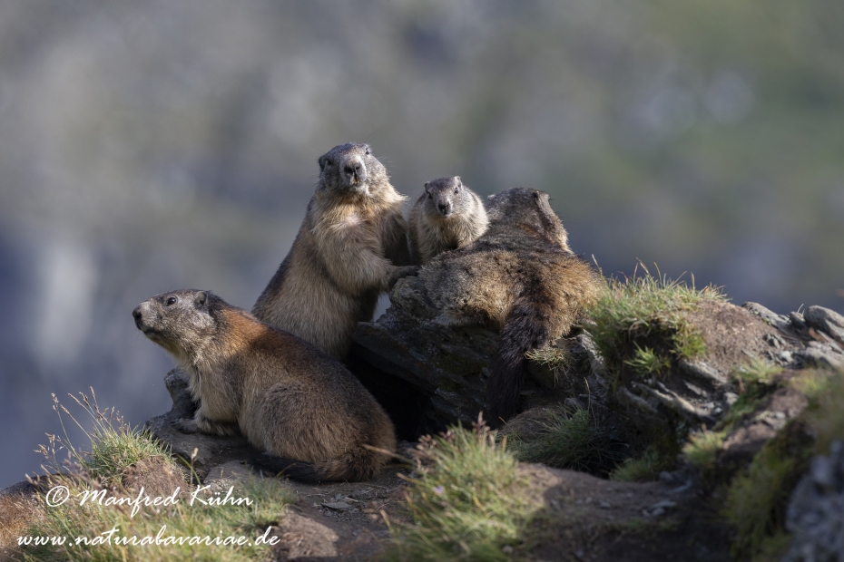 Murmeltier (Alpen-)_0110
