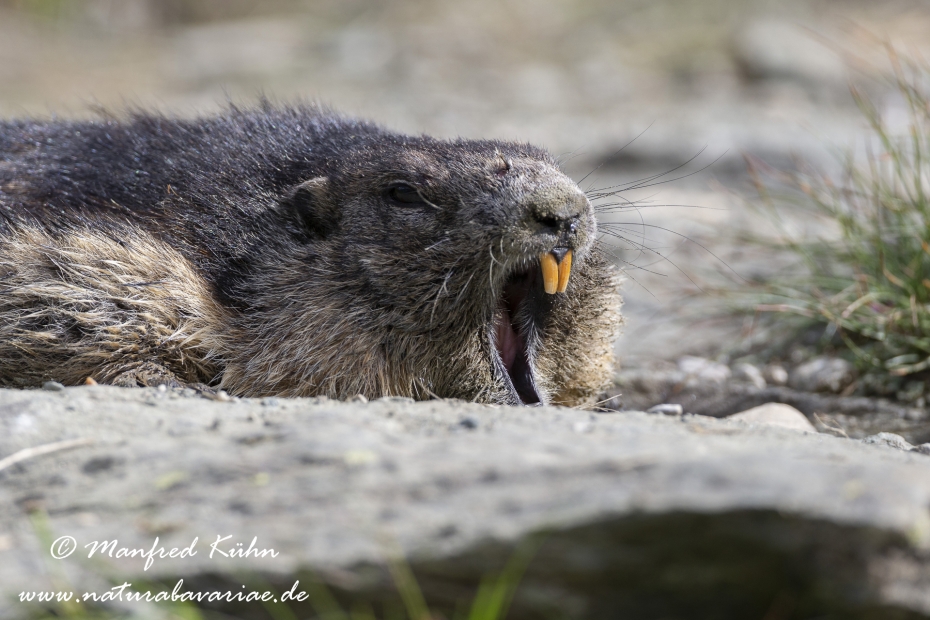 Murmeltier (Alpen-)_0119