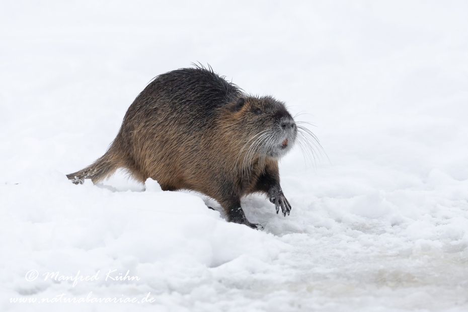 Nutria (Sumpfbiber)_0031
