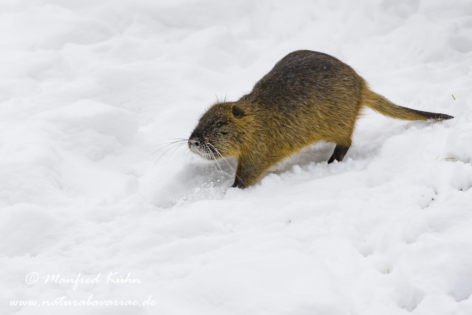 Nutria (Sumpfbiber)_0032