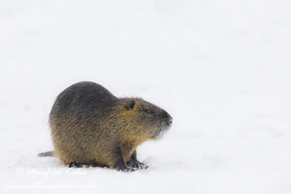 Nutria (Sumpfbiber)_0035