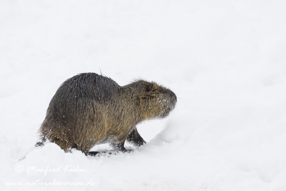 Nutria (Sumpfbiber)_0036