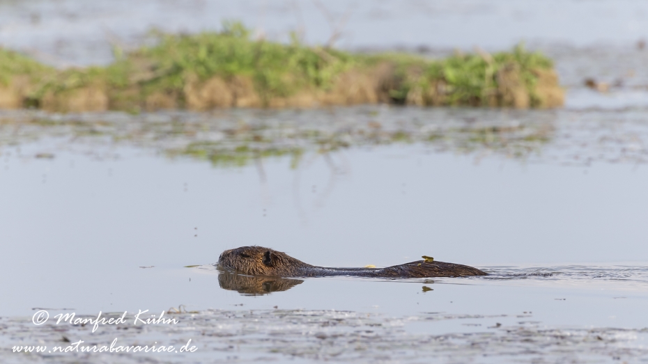 Nutria (Sumpfbiber)_0041