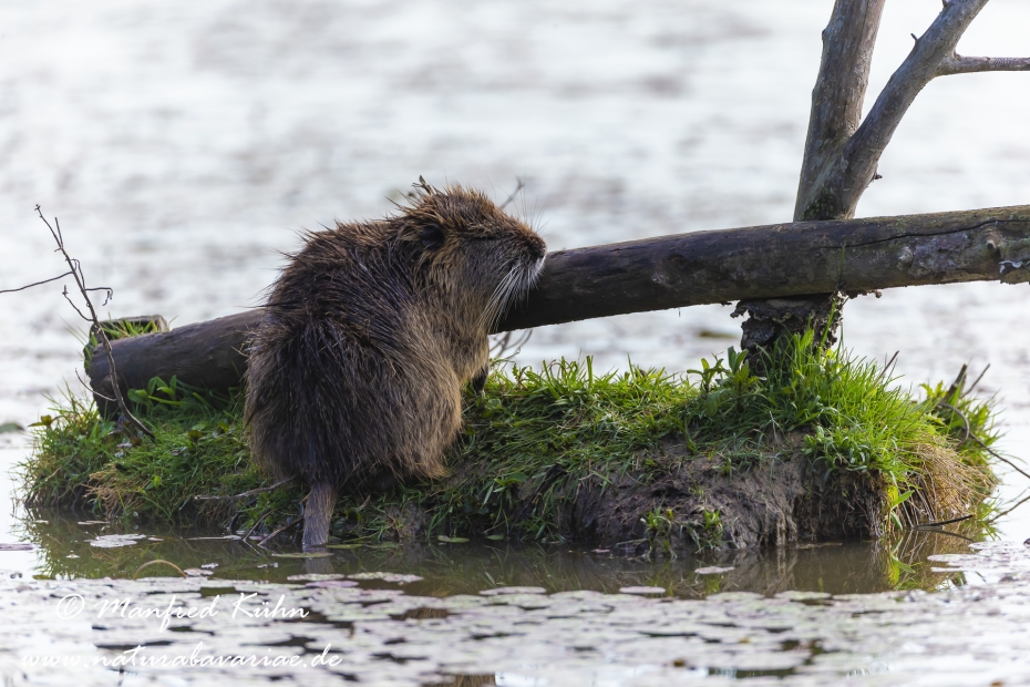 Nutria (Sumpfbiber)_0043