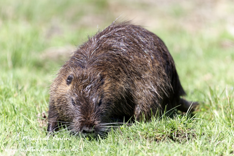 Nutria (Sumpfbiber)_0045