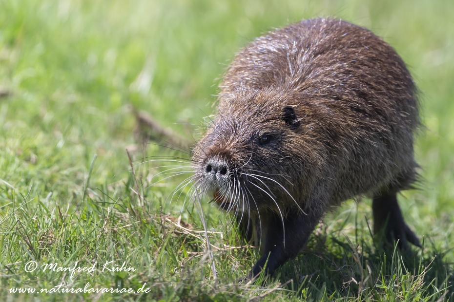 Nutria (Sumpfbiber)_0050