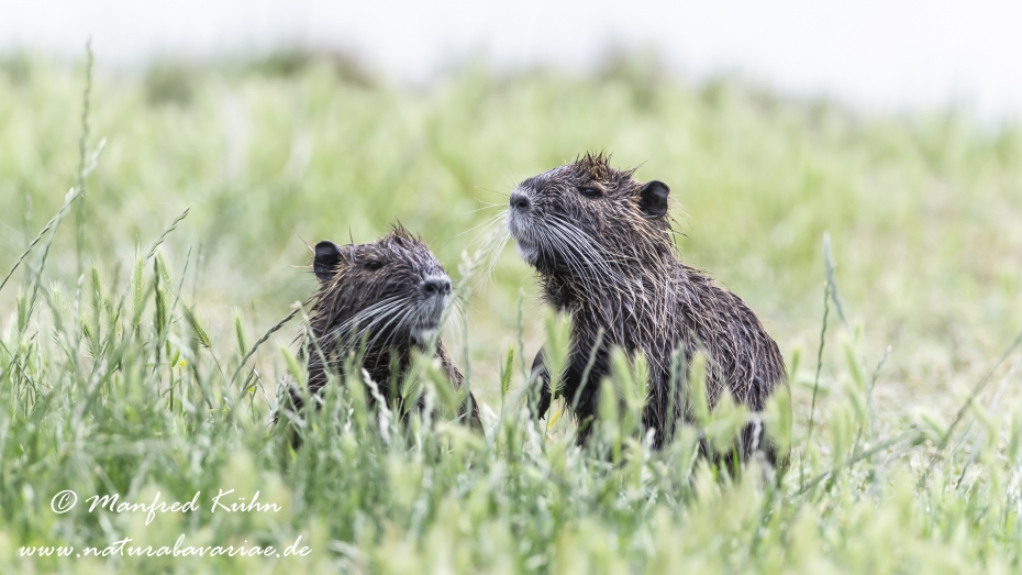 Nutria (Sumpfbiber)_0051