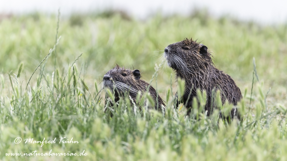 Nutria (Sumpfbiber)_0053