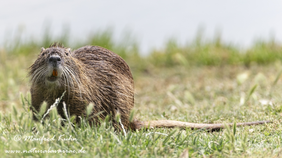 Nutria (Sumpfbiber)_0057