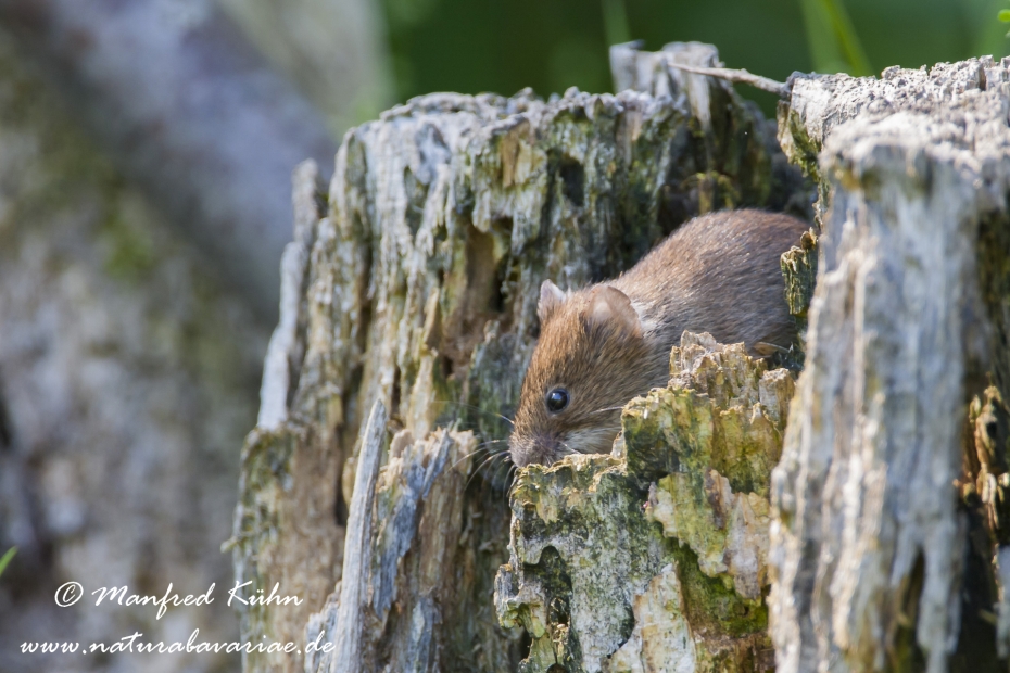 Waldmaus ()_0006