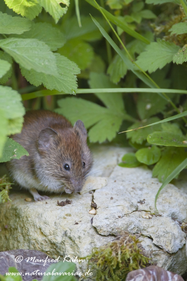Waldmaus ()_0007