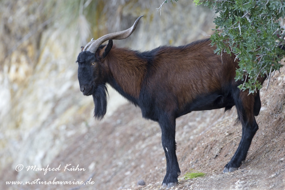 Balearen Bock ()_0010