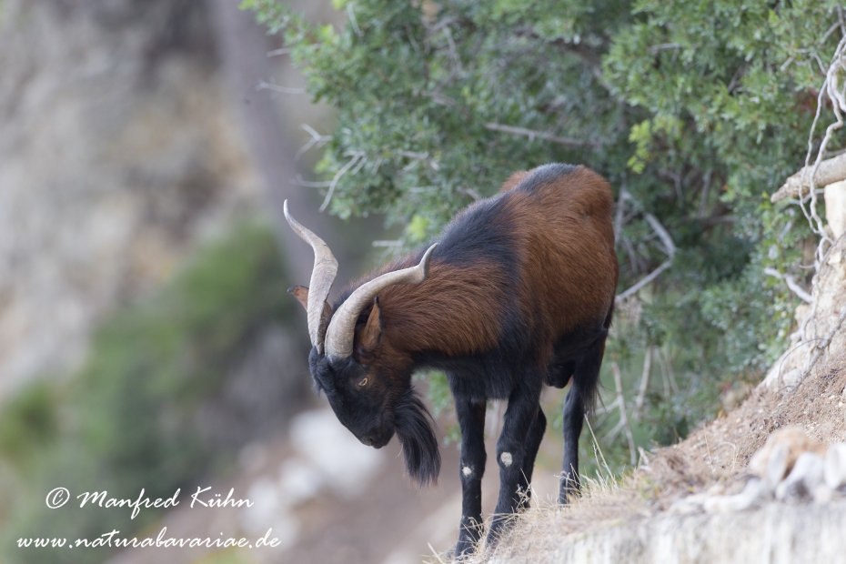 Balearen Bock ()_0013