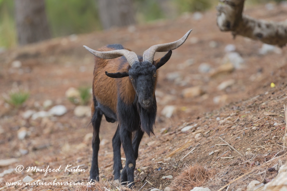 Balearen Bock ()_0043